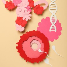 Anti-Müllerian Hormone (AMH) Test - Ovarian Reserve
