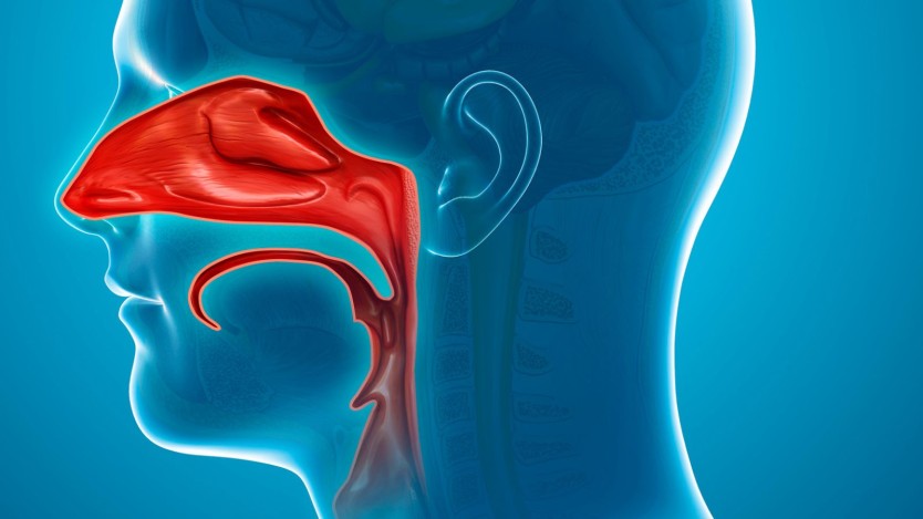 Nasal turbinates