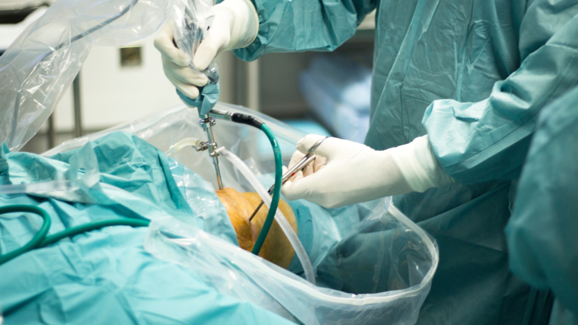 Surgical repair of anterior cruciate ligaments